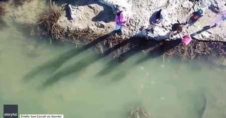 Rodzina spotkała ławicę rekinów pływających w płytkich wodach w pobliżu Ahipara