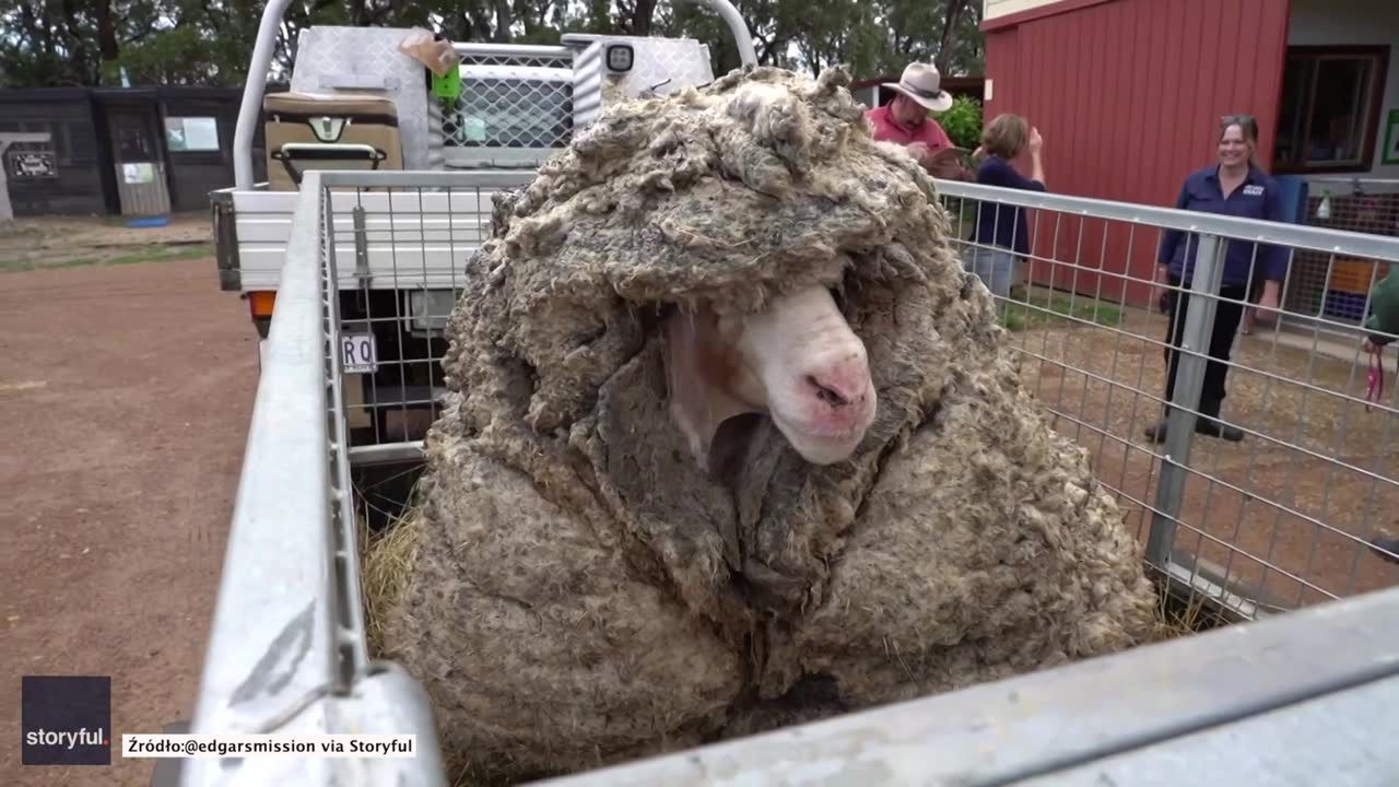 Owca błąkała się po lasach przez kilka lat.