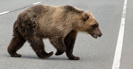 Dzikie zwierzęta grasują w mieście, nie na szlaku. Nie rób tak, kiedy staniesz z nim twarzą w twarz
