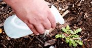 Jak pozbyć się chwastów? 7 naturalnych sposobów