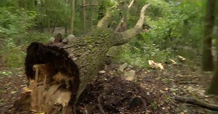 Połamane drzewa i uszkodzone wybiegi. Wichura zniszczyła poznańskie zoo