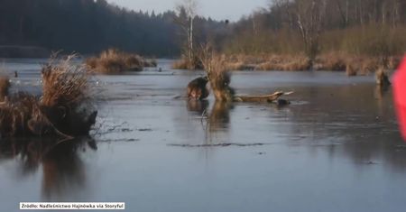 Jeleń ślizgał się i potykał na lodzie na jeziorze Topiło. Pomogli mu leśnicy z Hajnówki