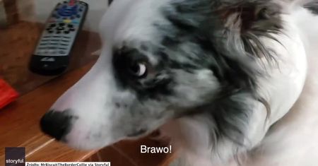 Pies najlepszym przyjacielem człowieka. Ten border collie przynosi panu słodycze z lodówki!