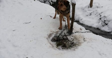 POLICJANCI URATOWALI WYCIEŃCZONEGO PSA