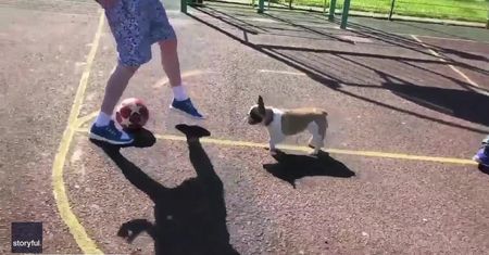 Psi Messi. Buldog francuski zawstydził piłkarzy