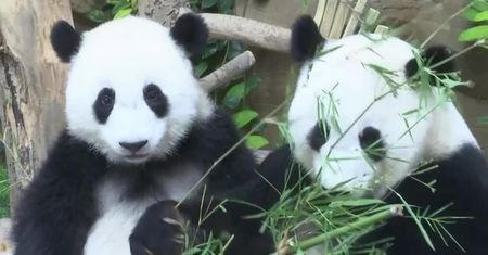 Samiczce pandy nadano imię Yi Yi, co znaczy „przyjaźń”. Prezentacja niedźwiadka w Kuala Lumpur