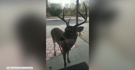 Zmarznięty jeleń chciał ogrzać się przy domowym ognisku