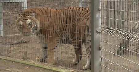 Nielegalna kastracja tygrysów w poznańskim zoo? Dyrekcja odpiera zarzuty