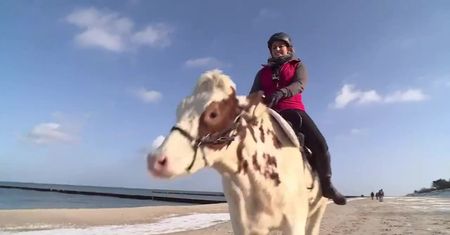Krowa Mambo kłusuje po bałtyckiej plaży. W lato chciałaby zwiedzić Europę