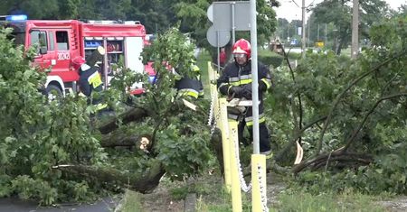 Ulewa i porywisty wiatr przewróciły kilkunastometrowe drzewo na ruchliwą ulicę w Gorzowie Wielkpolskim