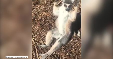 Lemur wdzięczy się do obiektywu. Niezłe mięśnie?