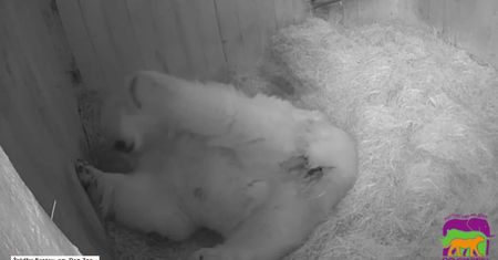 Jedno z największych zoo w Rosji powitało na świecie niedźwiadka polarnego. To pierwszy taki przypadek od 32 lat