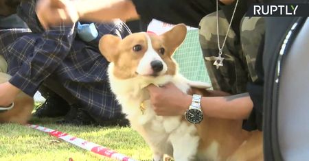 300 psiaków rasy corgi na imprezie w Szanghaju