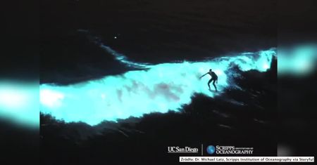Surferzy pływali po świecących falach na kalifornijskim wybrzeżu