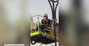 Głowa papugi utknęła w lampie ulicznej. Pomogli jej australijscy strażacy