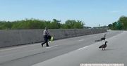 Pod eskortą policji na autostradzie. Gęsia rodzina bezpiecznie opuściła ruchliwą drogę