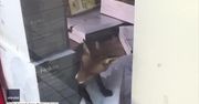 Lis zadomowił się w sklepie. Postanowił nawet rozpakować wiatraki