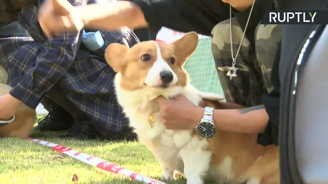 300 psiaków rasy corgi na imprezie w Szanghaju