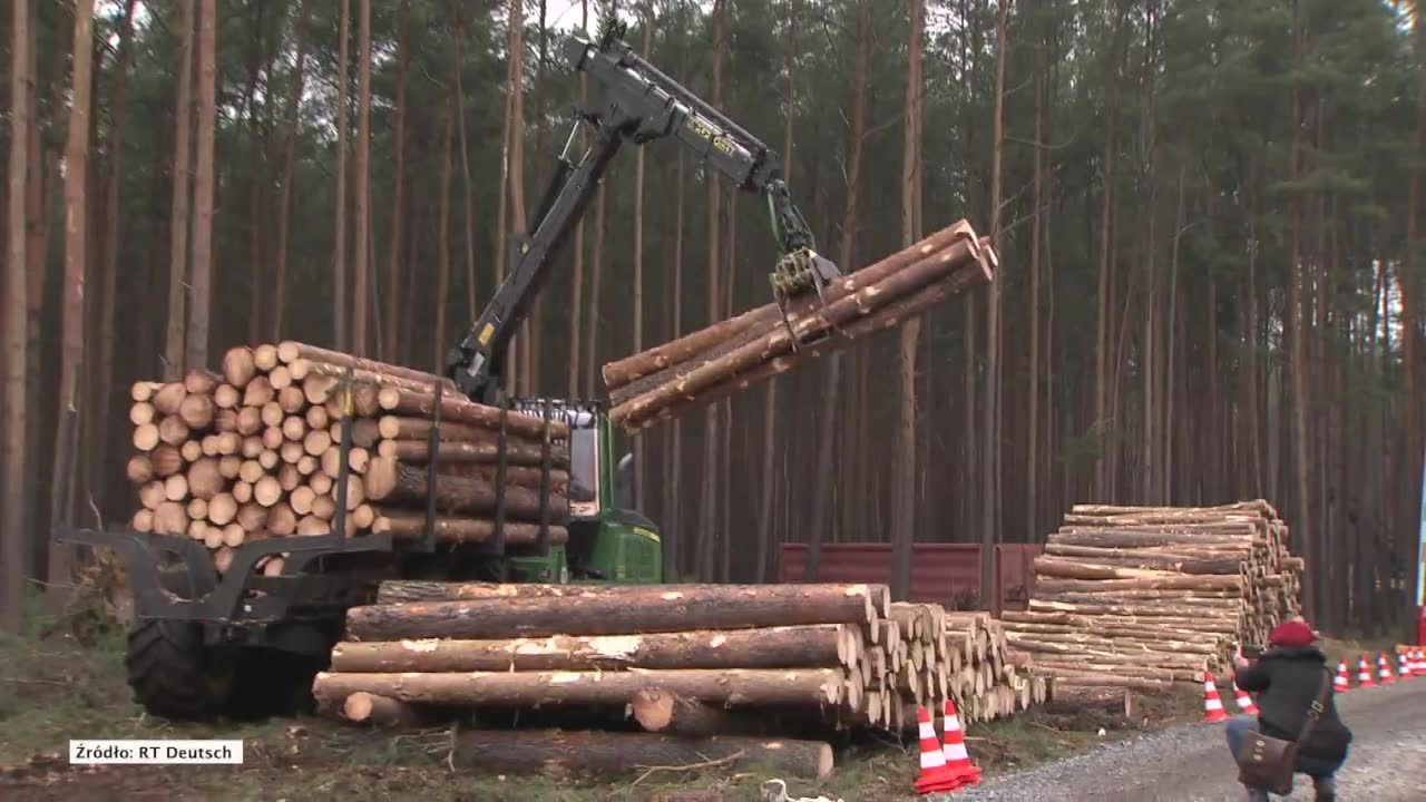 Sąd zablokował tymczasowo wycinkę lasu pod budowę “gigafabryki” Tesli pod Berlinem. Skargę złożyli obrońcy środowiska