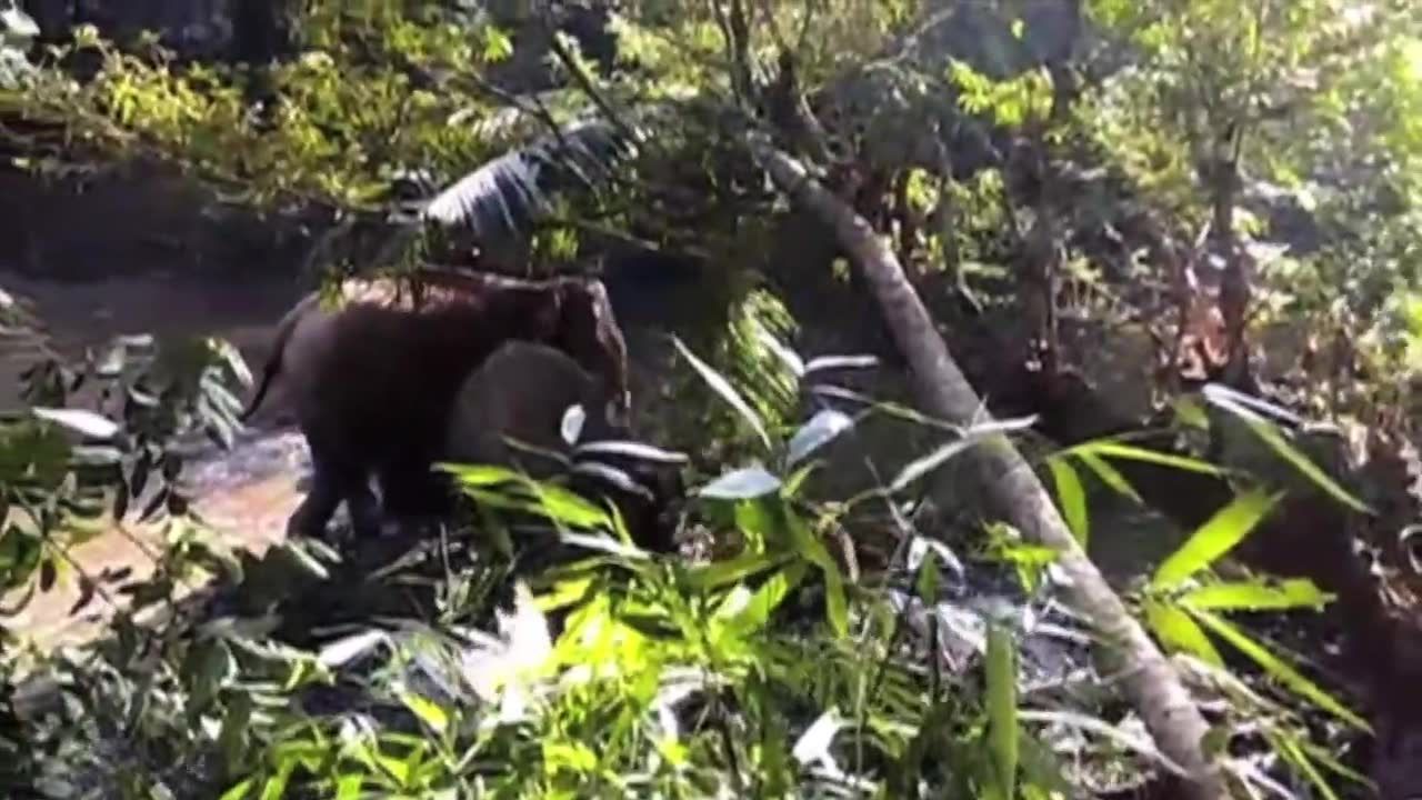 Mały słoń wpadł do rowu i utknął w błocie. Akcja ratunkowa trwała pięć godzin