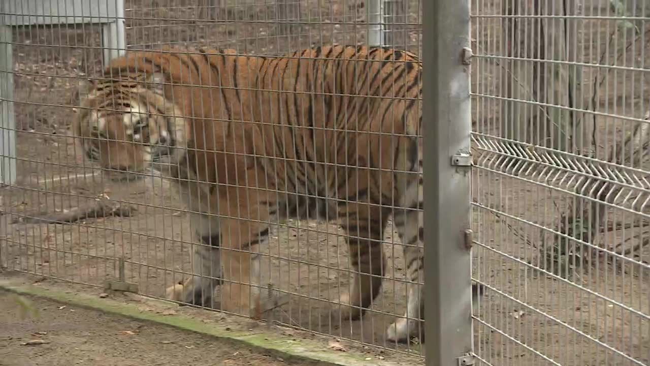 Nielegalna kastracja tygrysów w poznańskim zoo? Dyrekcja odpiera zarzuty