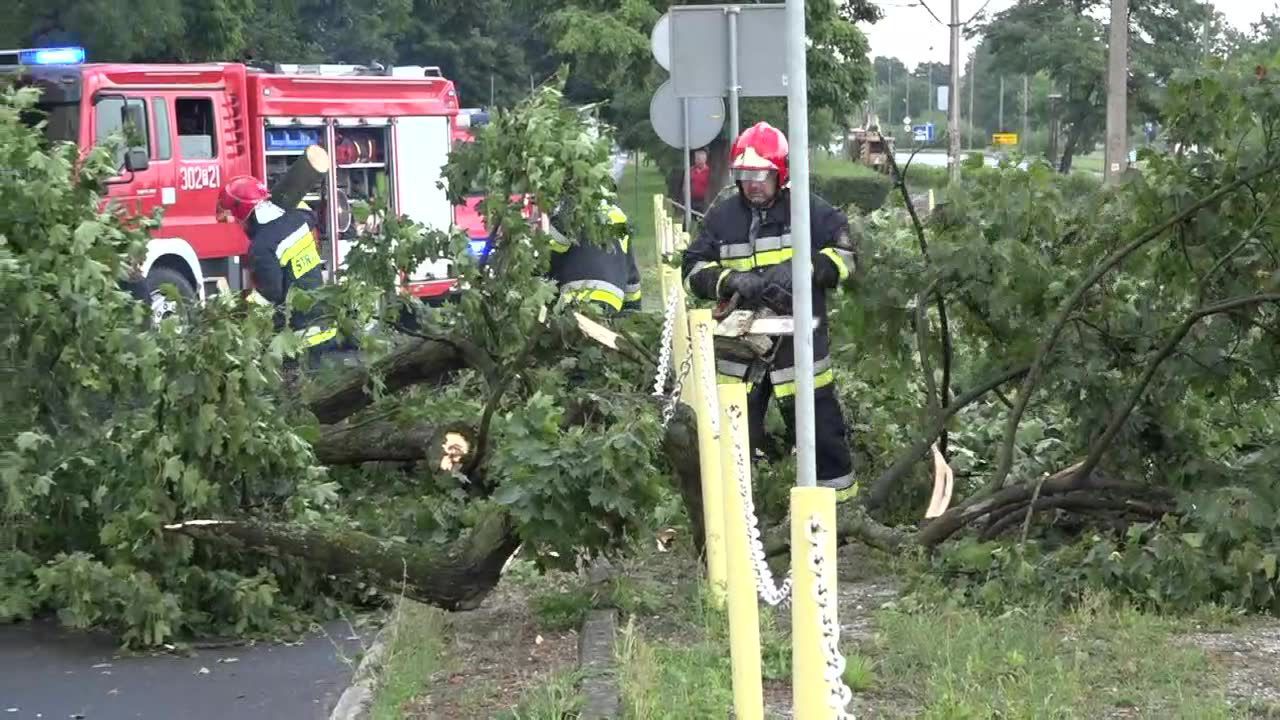 Ulewa i porywisty wiatr przewróciły kilkunastometrowe drzewo na ruchliwą ulicę w Gorzowie Wielkpolskim