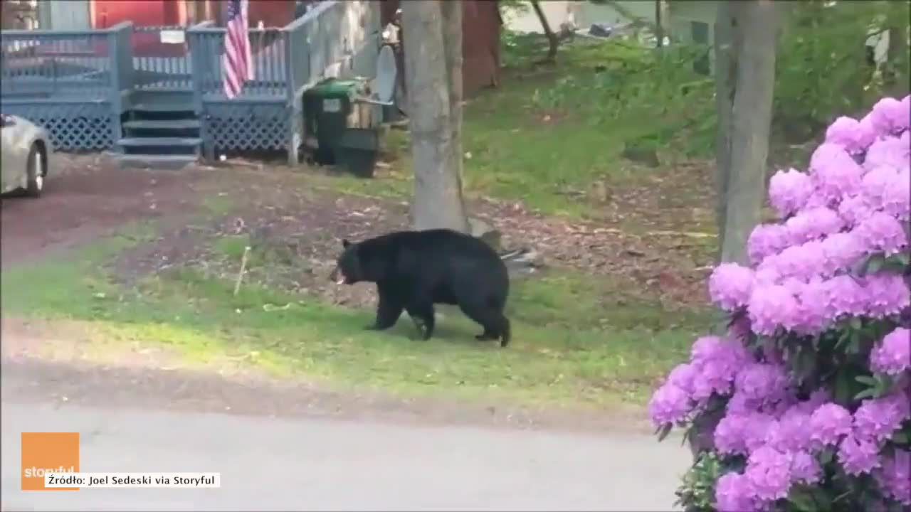 Niedźwiedź miał dość męczącego upału. Zakradł się do ogródka i wykąpał w oczku wodnym