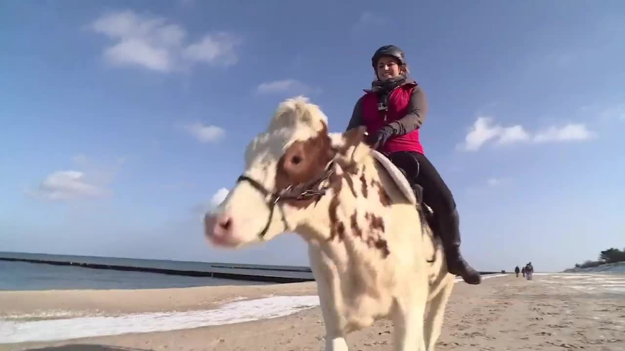 Krowa Mambo kłusuje po bałtyckiej plaży. W lato chciałaby zwiedzić Europę