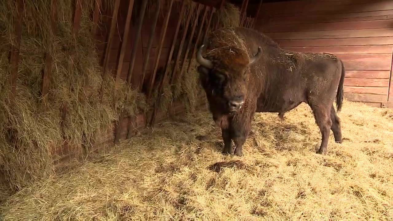 Konkurs na imię żubrzyka z Pszczyny, którego porzuciła mama