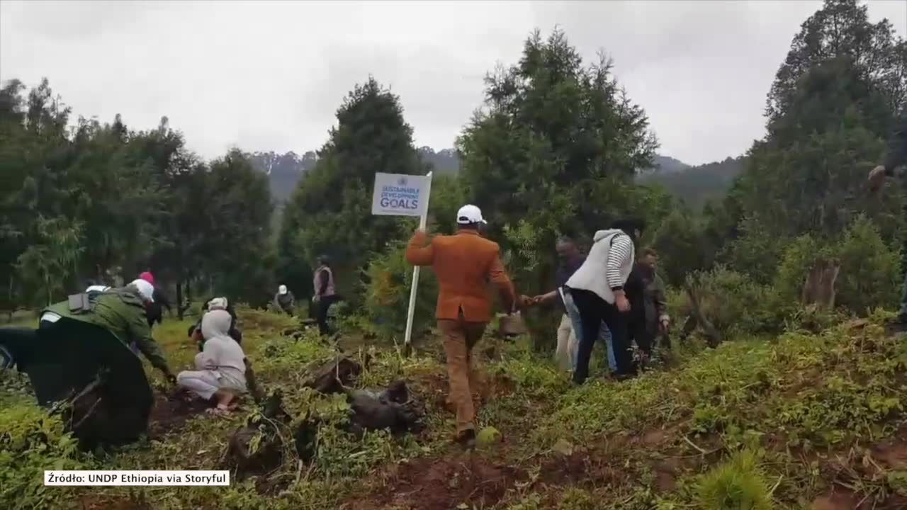 350 milionów drzew w jeden dzień. Wielka akcja zalesiania Etiopii