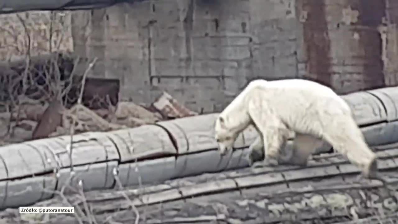 Wygłodzony niedźwiedź polarny w Norylsku na Syberii. Przewędrował kilkaset kilometrów
