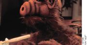 „Alf” – reboot legendarnego serialu.