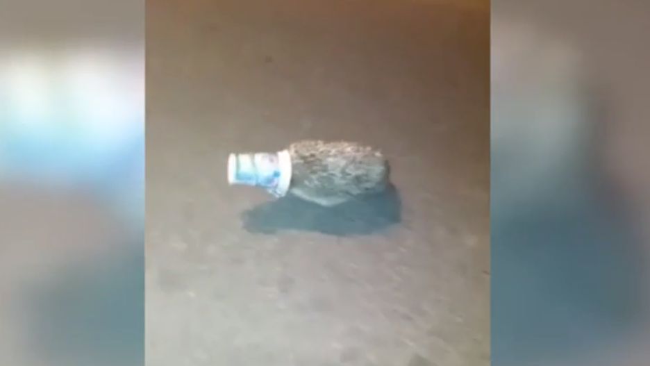 Jeż utknął w opakowaniu po jogurcie