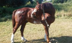 Ukraiński cyrk z chorym koniem chciał wystąpić w Dębnie. Mieszkańcy na to nie pozwolili