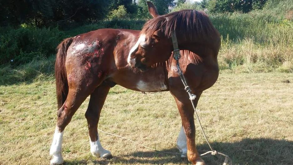 To nie pierwszy incydent w kijowskim cyrku