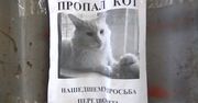 Dziwna iluzja optyczna. Zagubiony kot z Rosji, który kręci głową