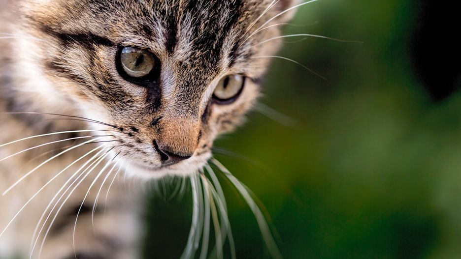 W Omaui chcą wprowadzić zakaz posiadania kotów.