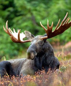 Ministerstwo Środowiska bierze na celownik łosie? Internauci nie mają wątpliwości