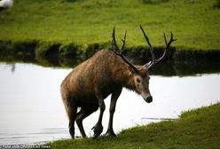 Łoś widziany na Wisłostradzie, trwa akcja służb