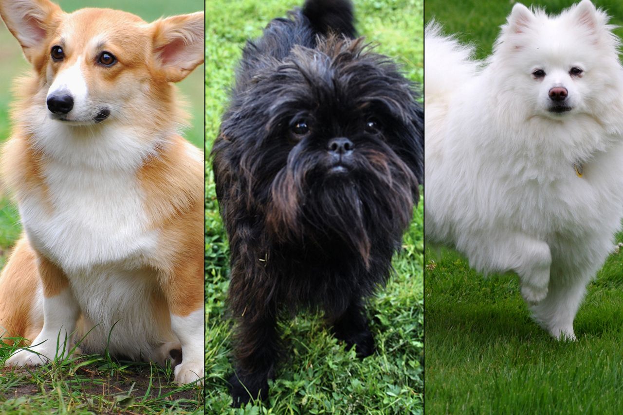 Znasz się na psach? Udowodnij!