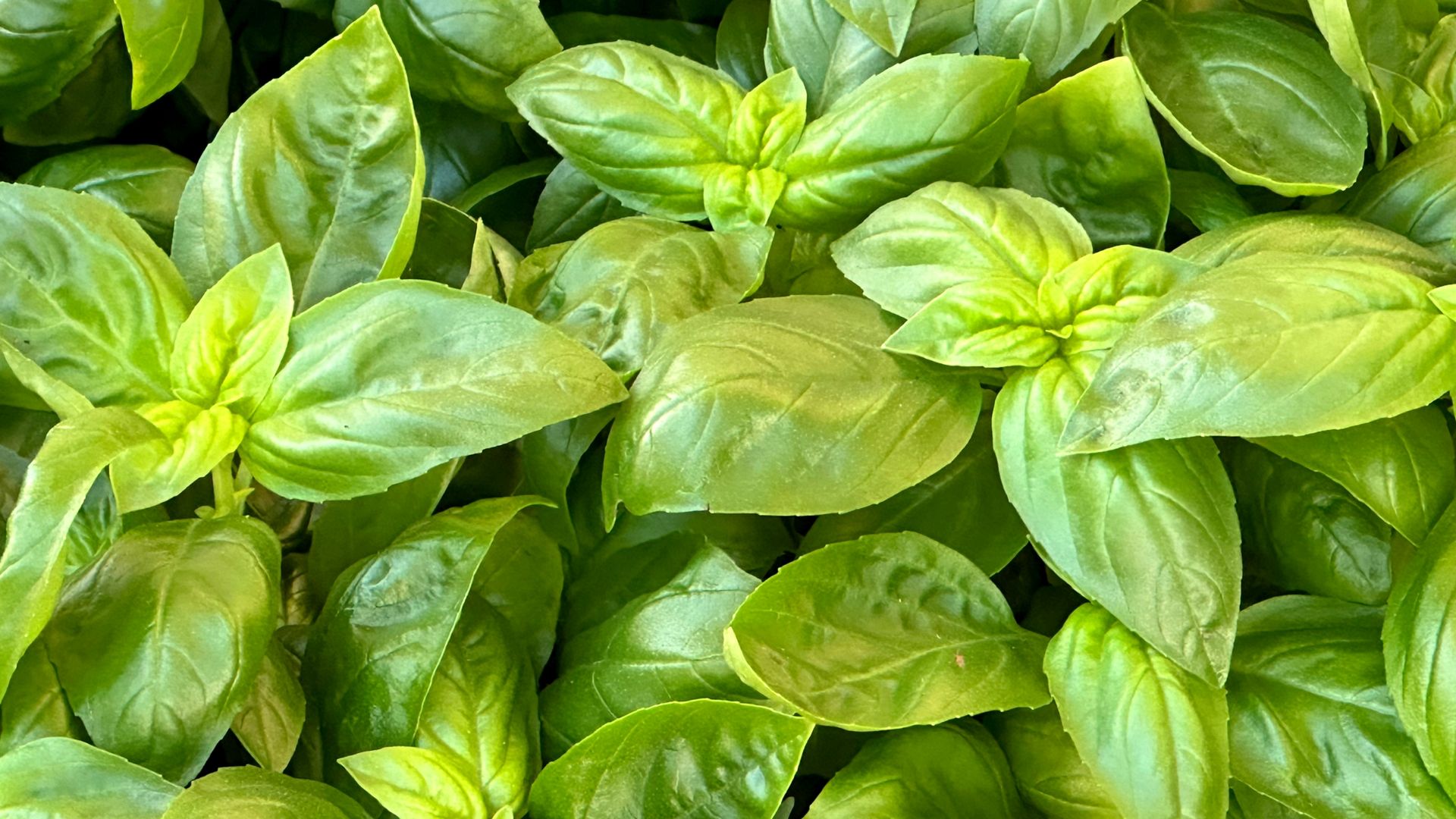 Bazylia działa na stres i trawienie