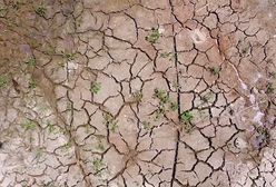 Susza nie odpuszcza. Chińskie rolnictwo cierpi