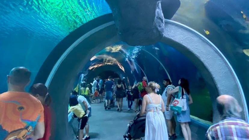 Podwodny tunel to ulubiona atrakcja turystów, którzy odwiedzają Orientarium 