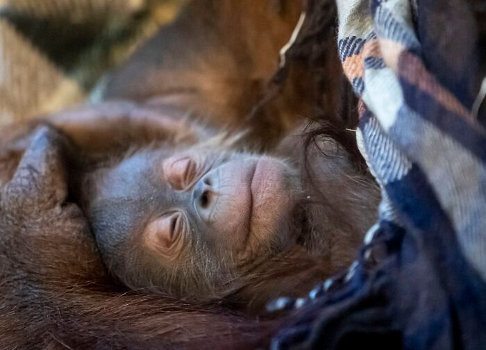 Poruszające zdjęcia małego orangutana i jego matki pokazują moc rodzicielstwa 3