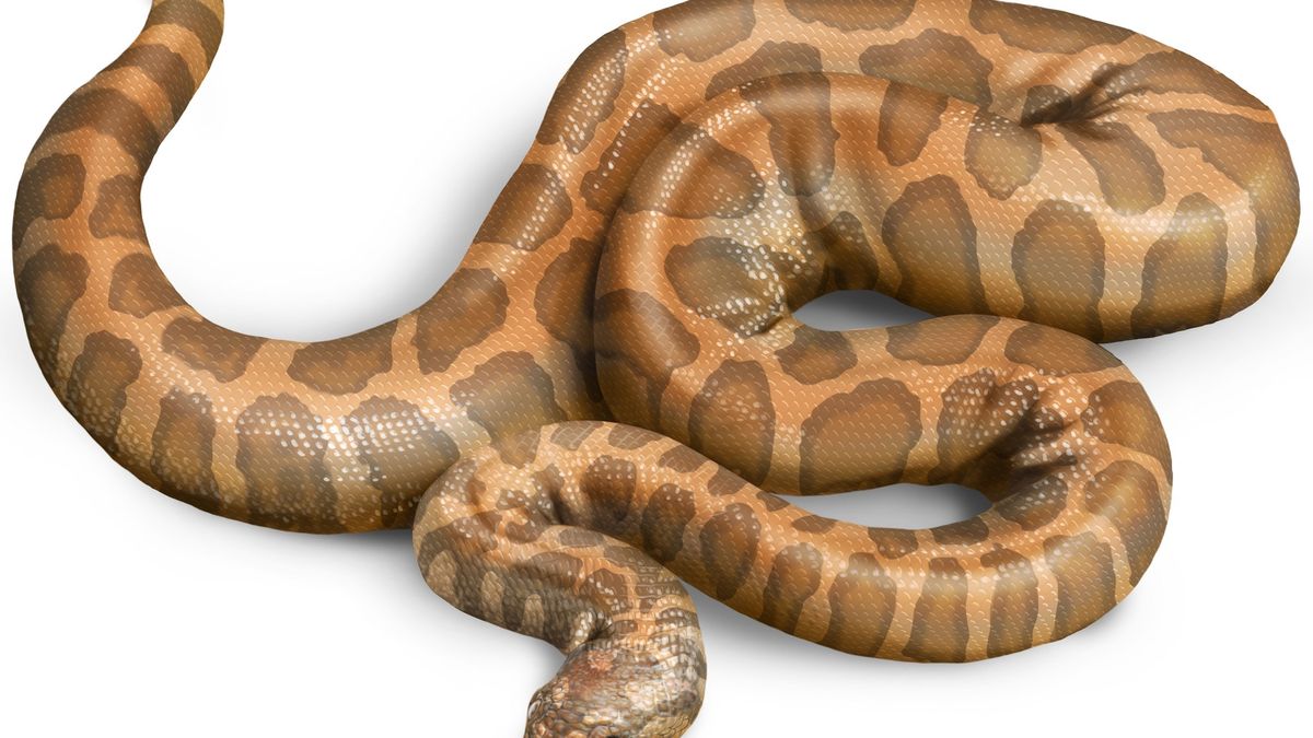 Nowy gatunek węża odkryty we Francji. Przybył tu z Ameryki Płn.