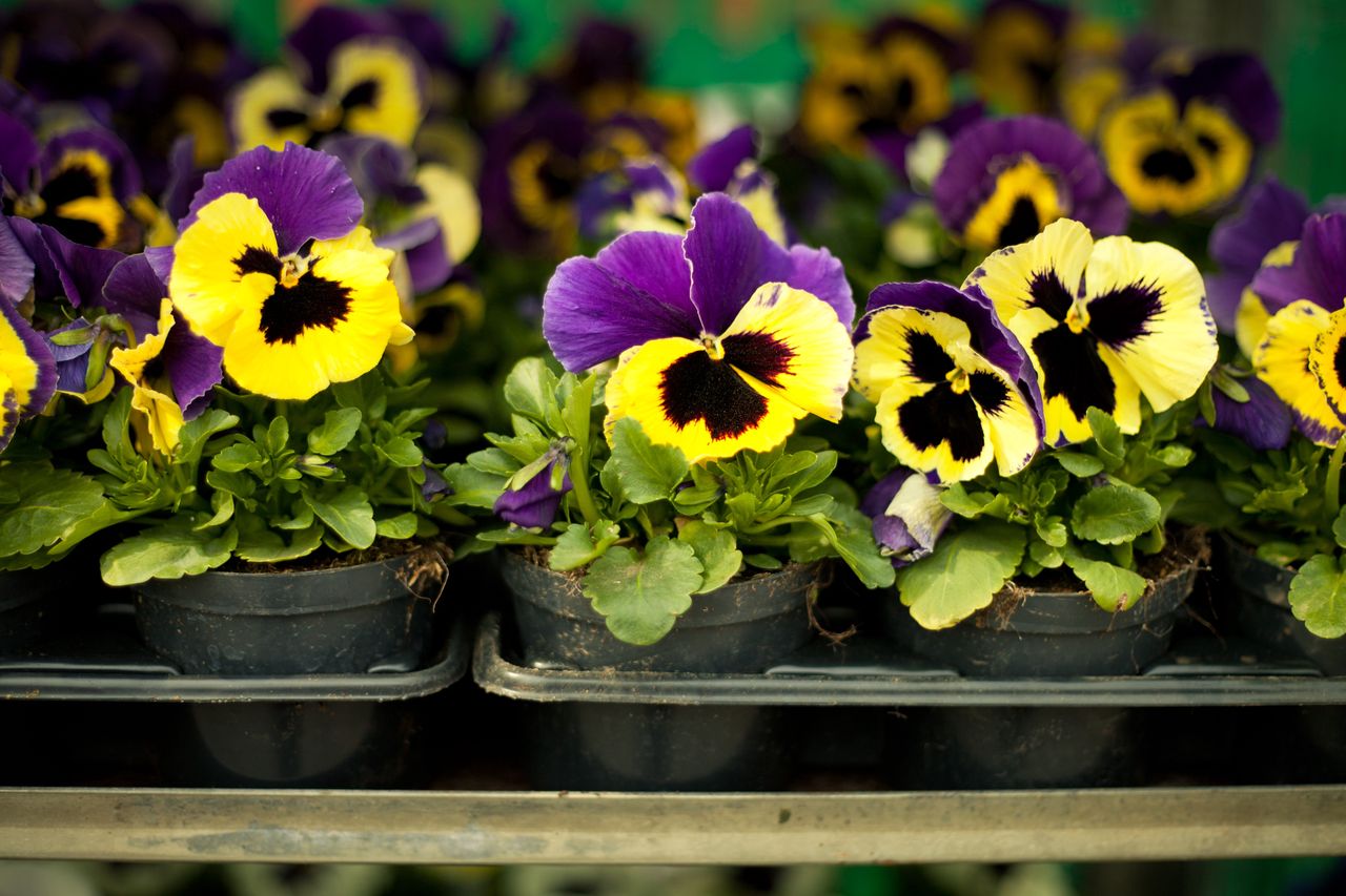 This is the last call for planting pansies.