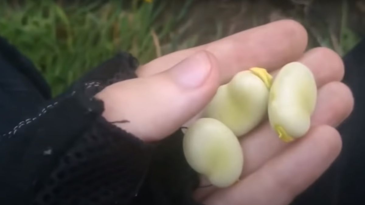 Wczesny bób to delikatne warzywo. Nikt nie chce być stratny