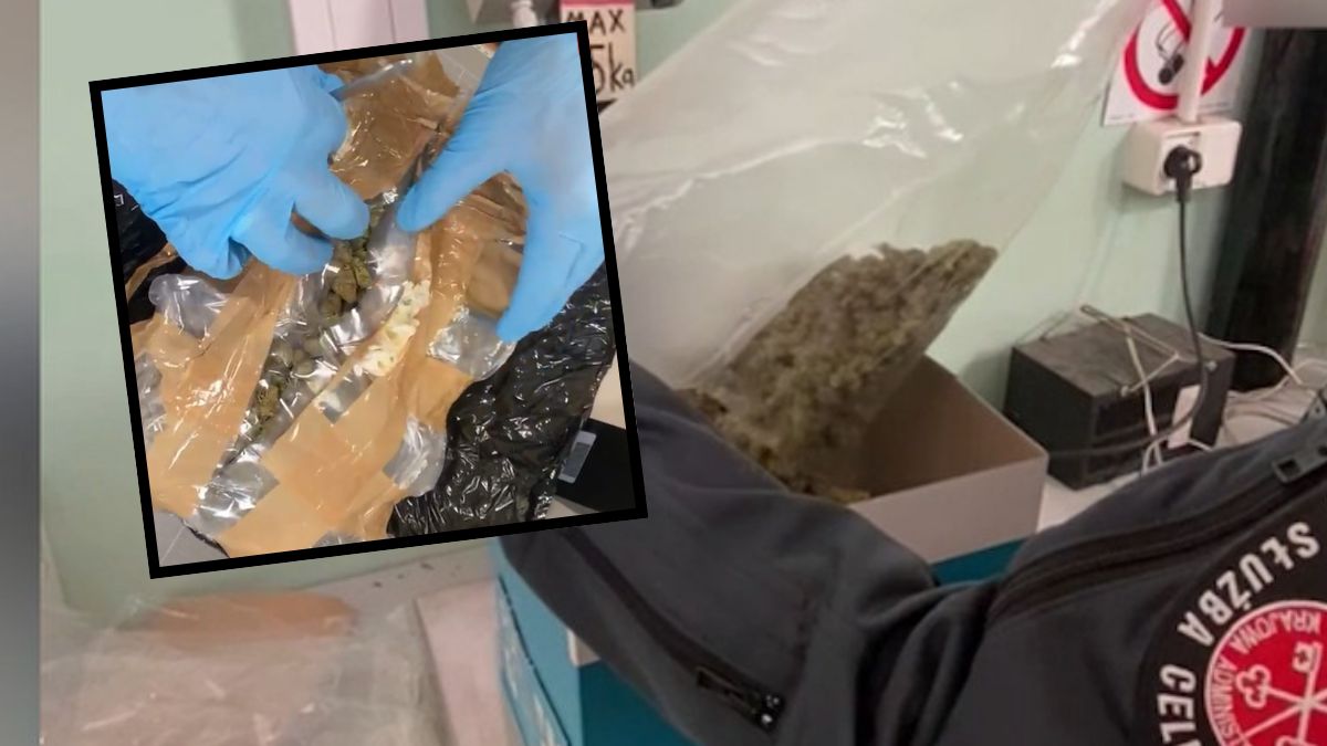 Funkcjonariusze KAS znaleźli marihuanę w paczce z pomarańczami