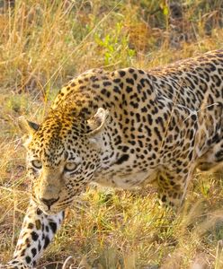 Atak lamparta na rodzinę gepardów. Niezwykłe nagranie z parku narodowego w Afryce
