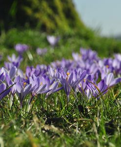 Pierwszy dzień wiosny meteorologicznej 2024. Kiedy początek astronomicznej?